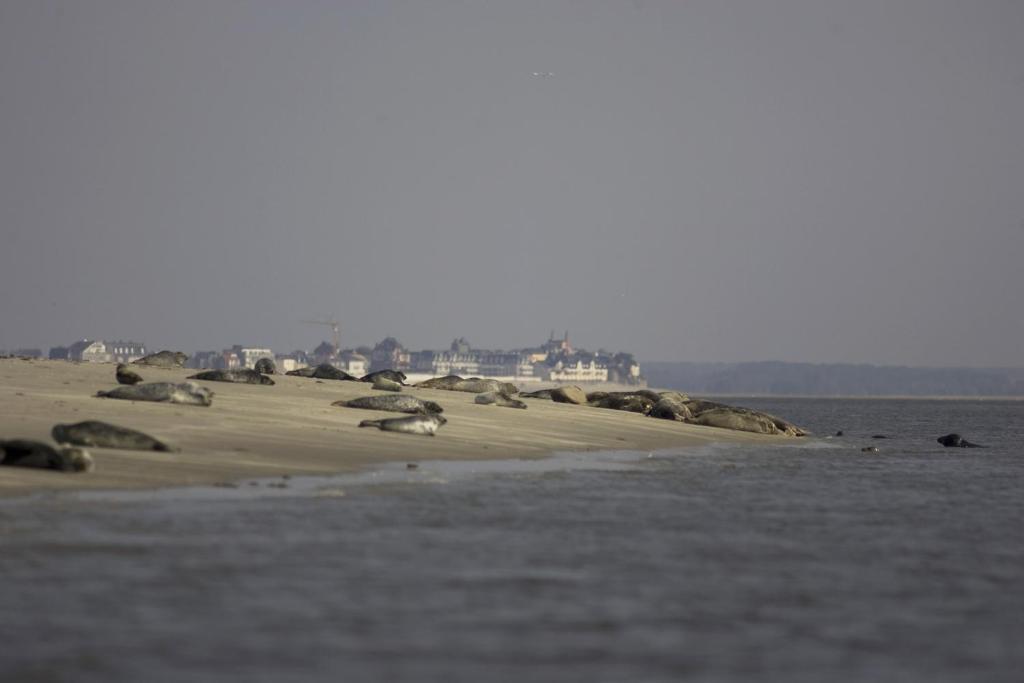 Logis Auberge De La Dune - Hotel & Restaurant Le Crotoy Eksteriør billede